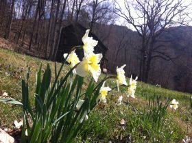 Daffodils with Mill