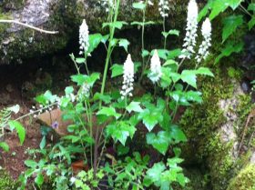 Foamflower