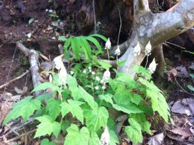 Foamflower Solomon Seal Chickweed