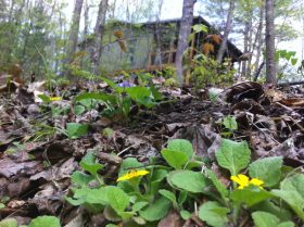 Green & Gold and Emersons Cabin