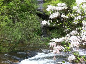 Swamp Azalea