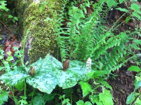 Trillium Foamflower Christmas Fern