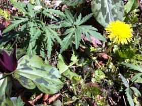 Trillium Toothwort & Dandelion