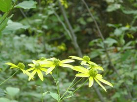 Whirled Rosinweed