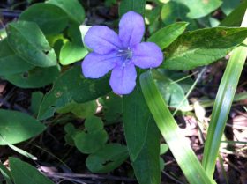 Wild Petunia