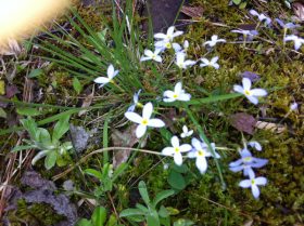 Bluets