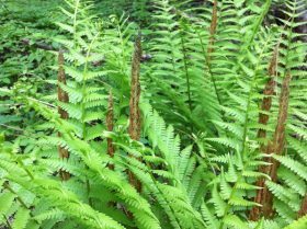 Cinnamon Fern