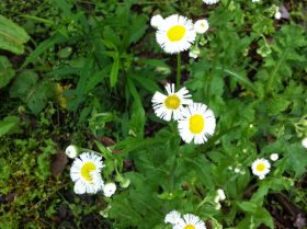 Daisy Fleabane