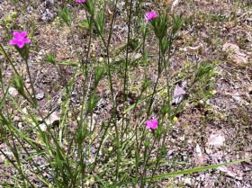 Depford Pink