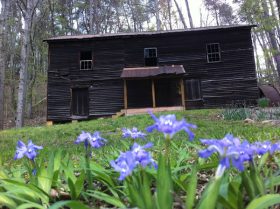 Dwarf-crested Iris