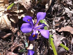 Dwarf Iris