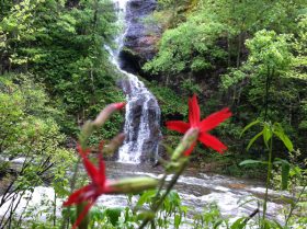 Water Fall through Fire Pinks