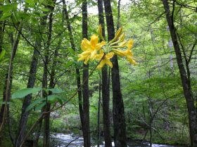 Flame Azalea