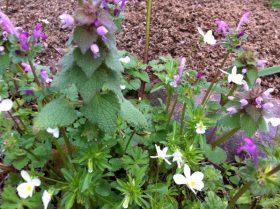 Henbit and Violets