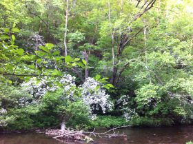 Mountain Laurel