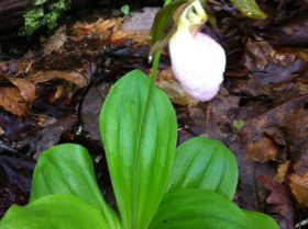 Pink Lady Slipper
