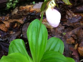 Pink Lady Slippers