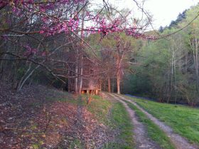 Redbud Tree