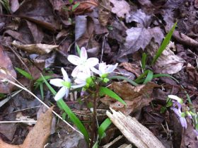 Spring Beauty
