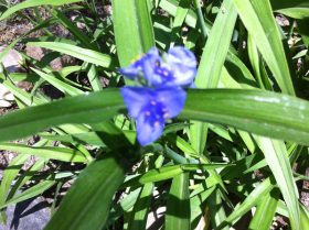 Spider Wort