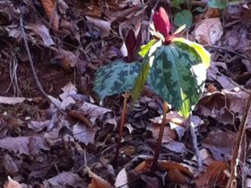 Toad-shade Trillium