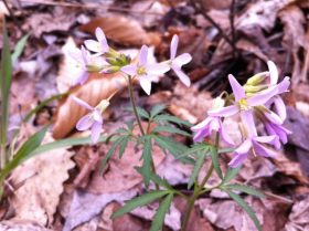 Toothwort