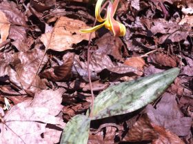 Trout Lily