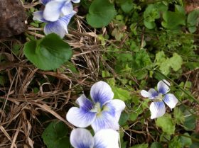 Violets