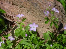 Wild Geranium