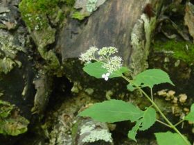 Wild Hydrangea