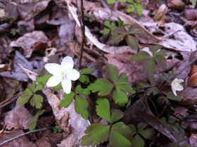 Wood Anemone